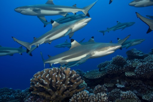 「尋鯊探秘」隆重開幕　亞洲最大型鯊魚館之一