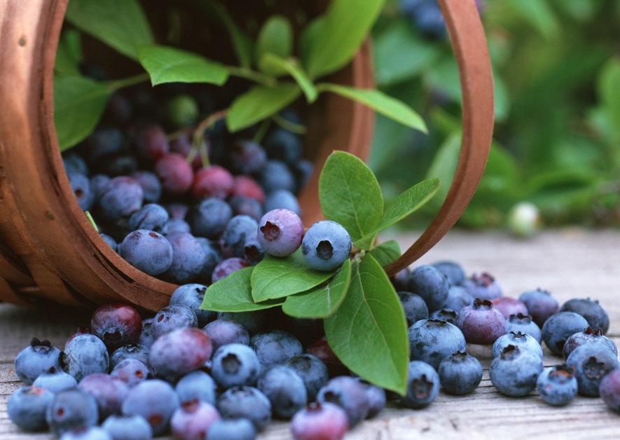 傳食藍莓染甲肝 衞署未發現實證