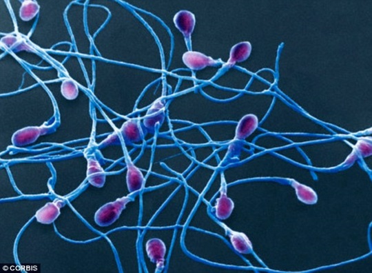 Infertility 'Revolution' As Scientists Grow Sperm in the Lab