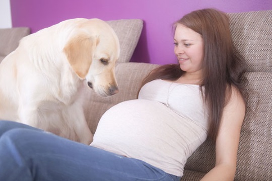 準媽媽孕期該如何養寵物？